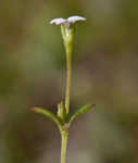 Southern bluet